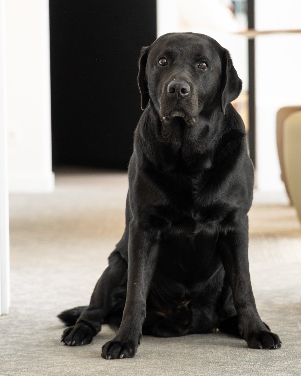 Stan, de kantoorhond van Wingman Accountants